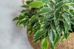 Ficus benjamina Twilight - Bild 5
