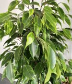 Ficus Benjamina Kinky - Bild 6