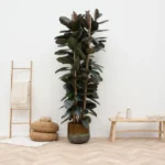 Ficus Elastica Abidjan - Ø14cm - ↕45cm - Bild 2