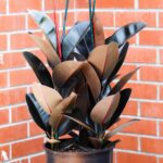 Ficus Elastica Burgundy - Ø24cm - ↕100cm - Bild 5