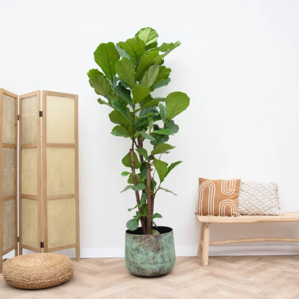 Ficus Lyrata förgrenad - 150 cm - ø24 - Bild 5