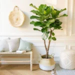 Ficus Lyrata - Ø27cm - ↕100cm - Bild 6