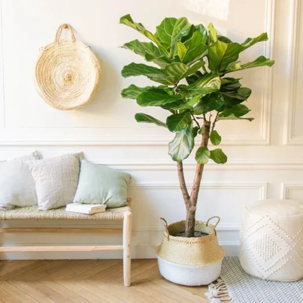 Ficus Lyrata - Ø24cm - ↕125cm - Bild 6