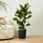 Ficus Elastica ‘Robusta’ i ELHO Vibes Fold 14cm rosa - Bild 7