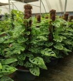 Monstera ‘Monkey Leaf’ i ELHO Vibes Fold 14cm rosa - Bild 7