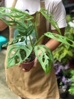 Monstera Monkey - Ø12cm - ↕30cm - Bild 6