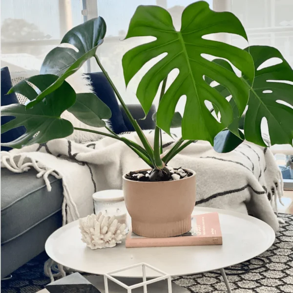 Monstera Deliciosa - Bild 6