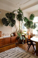 Monstera Deliciosa - Bild 5