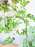 Kokodama Monstera Minima Häng - Hålväxt - 25cm - Ø15 - Bild 5