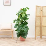 Kombinationserbjudande - Monstera Pertusum XL inklusive elho Vibes Fold Round blå Ø30 - 150 cm - Bild 2