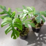 Kombinationserbjudande - Monstera Pertusum XL inklusive elho Vibes Fold Round blå Ø30 - 150 cm - Bild 4