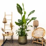 Strelitzia Nicolai inklusive elho Vibes Fold Round grön - 130 cm - Ø18 - Bild 2