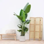 Kombinationserbjudande - Strelitzia Nicolai inklusive elho Jazz Round vit Ø23 - 130 cm - Bild 2