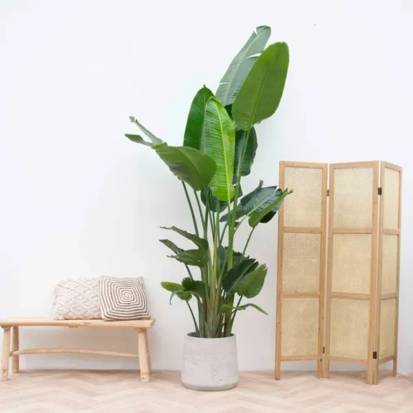 Kombinationserbjudande - Strelitzia Nicolai inklusive elho Jazz Round vit Ø23 - 130 cm - Bild 4