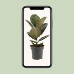 Ficus Elastica Robusta - Ø14cm - ↕45cm - Bild 4