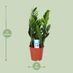 Zamioculcas Zamiifolia - Ø17cm - ↕60cm - Bild 2