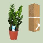 Zamioculcas Zamiifolia - Ø17cm - ↕60cm - Bild 3