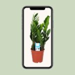 Zamioculcas Zamiifolia - Ø17cm - ↕60cm - Bild 4