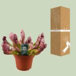 Sarracenia Scarlet Belle - Ø12cm - ↕40cm - Bild 3