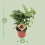 Monstera Monkey - Ø12cm - ↕30cm - Bild 2