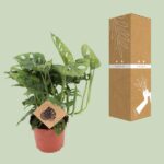 Monstera Monkey - Ø12cm - ↕30cm - Bild 3