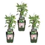 3x - Actinidia arguta 'Issai' - ↨45cm - Ø13