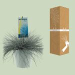 Festuca Glauca Intense Blue - Ø23cm - ↕50cm - Bild 3