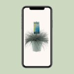 Festuca Glauca Intense Blue - Ø23cm - ↕50cm - Bild 4