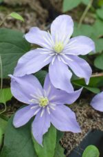 3x - Clematis Justa - ↨65cm - Ø15 - Bild 2