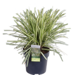 3x - Carex hachijoensis 'Evergold' - ↨30cm - Ø14 - Bild 6