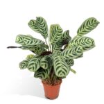 Ctenanthe Amabilis - Ø14cm - ↕25cm