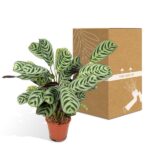 Ctenanthe Amabilis - Ø14cm - ↕25cm - Bild 5