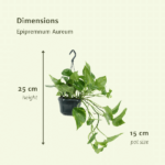 2x Epipremnum Aureum - Scindapsus - 25cm - ø15 - Bild 4