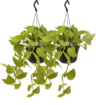 Epipremnum Golden Pothos (Scindapsus) - 2 stycken - Ø15cm - ↕25cm