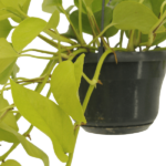 Epipremnum Golden Pothos (Scindapsus) - 2 stycken - Ø15cm - ↕25cm - Bild 3