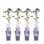 4x - Clematis Multi Blue - ↨65cm - Ø15