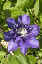 4x - Clematis Multi Blue - ↨65cm - Ø15 - Bild 2
