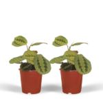 Maranta Fascinator (Pilrot) - 2 stycken - Ø12cm - ↕20cm