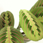 Maranta Fascinator (Pilrot) - 2 stycken - Ø12cm - ↕20cm - Bild 3