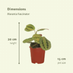 Maranta Fascinator (Pilrot) - 2 stycken - Ø12cm - ↕20cm - Bild 4