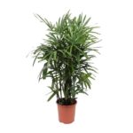 Rhapis Excelsa - Ø27cm - ↕120cm