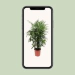 Rhapis Excelsa - Ø27cm - ↕120cm - Bild 4