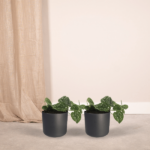 2x Scindapsus Pictus - Epipremnum - 15cm - ø12 - Bild 2