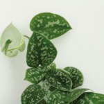2x Scindapsus Pictus - Epipremnum - 15cm - ø12 - Bild 3