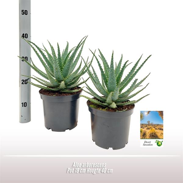 thumbnail_600-1227 Aloe Arborescens - Ø19 ↕35 - Bild 1