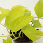 Epipremnum Golden Pothos (Scindapsus) - 4 stycken - Ø12cm - ↕15cm - Bild 3