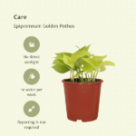 Epipremnum Golden Pothos (Scindapsus) - 4 stycken - Ø12cm - ↕15cm - Bild 5