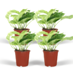 Epipremnum Marble Queen - 4 stycken - Ø12cm - ↕15cm