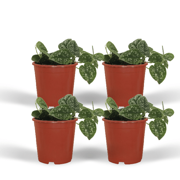 thumbnail_600-1276 4x Scindapsus Pictus - Epipremnum - 15cm - ø12 - Bild 1