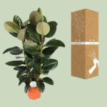 Ficus Elastica Robusta - Ø27cm - ↕115cm - Bild 3